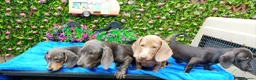 Dachshund dogs for sale: FULLY VAX READY NOW QUAILTY MINI KC Reg PRA CLEAR  - Advert 1