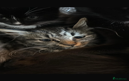 Mixed Breed cats for sale: Adorable kittens for sale  - Image 5