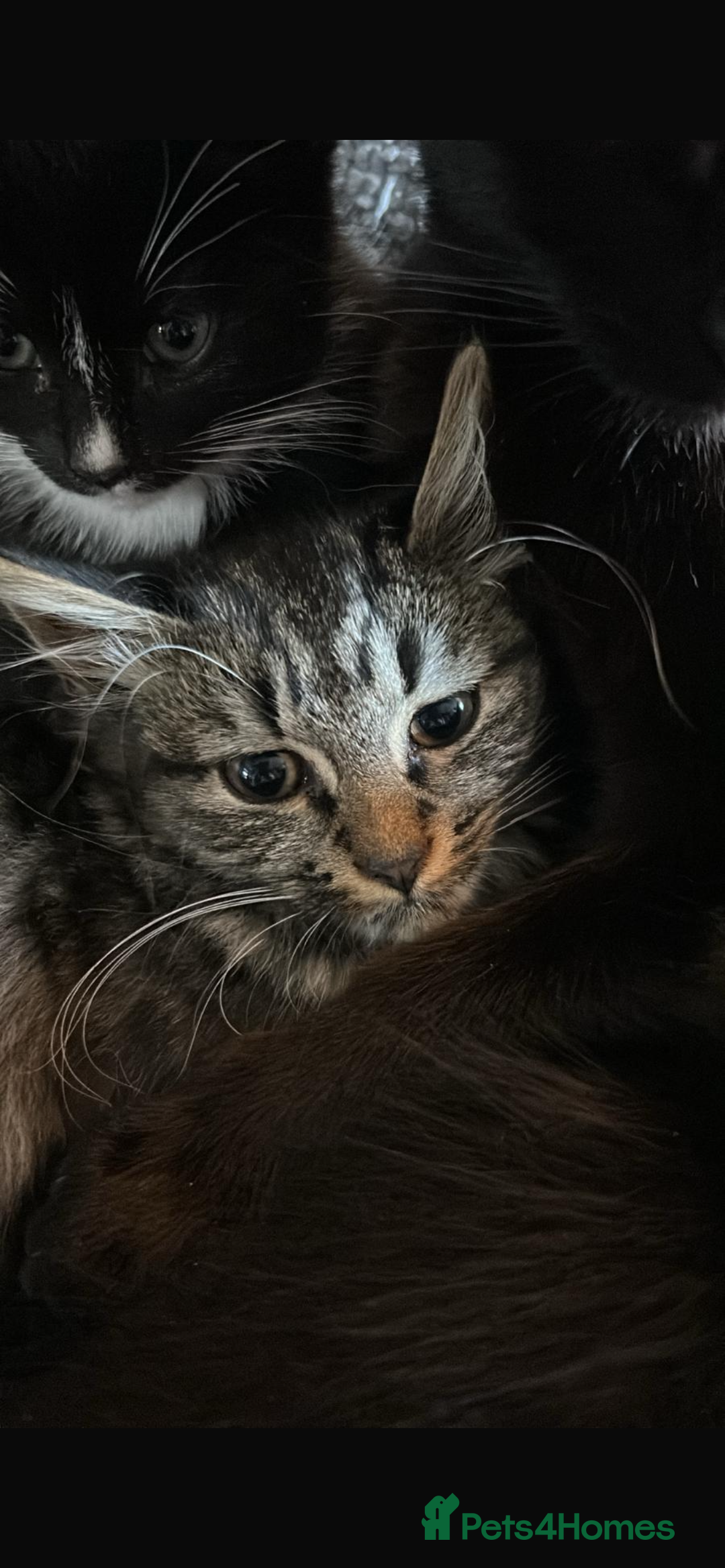 Mixed Breed cats for sale: Adorable kittens for sale  - Image 5