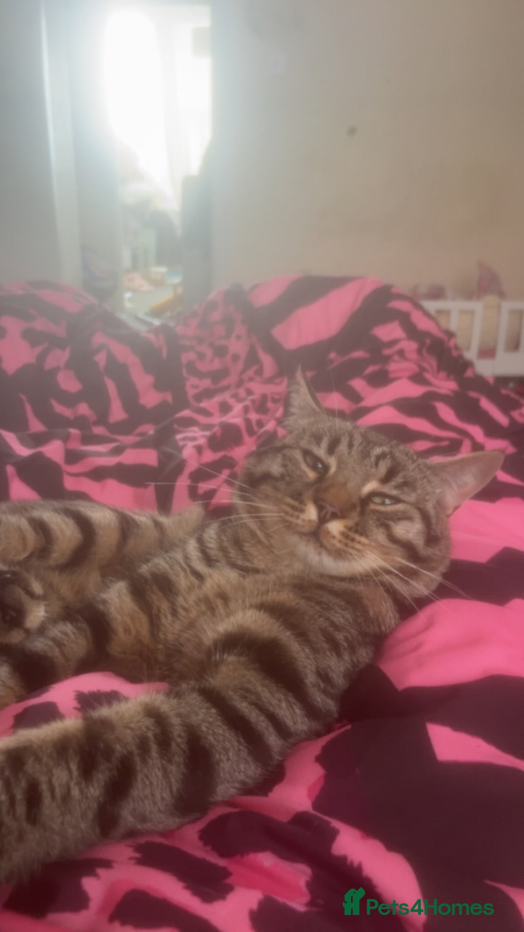 Mixed Breed cats Male cat for sale  - Advert 2