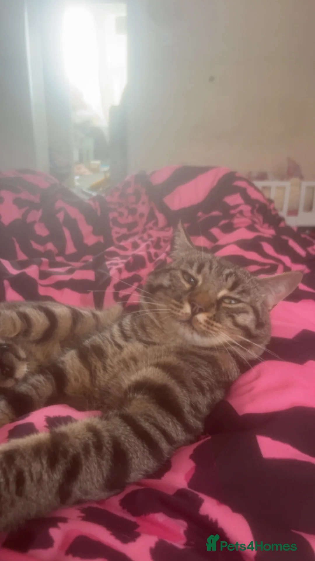 Mixed Breed cats for sale: Male cat for sale  in Harwich - Advert 1