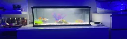 Fancy Goldfish fish for sale: 3 goldfish and tank in Felixstowe - Advert 3