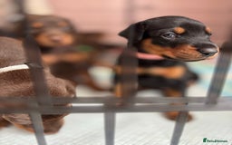 Dobermann dogs for sale: Doberman Puppies For Sale  - Image 19