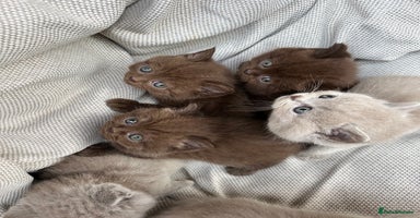 British Shorthair cats - Advert 15