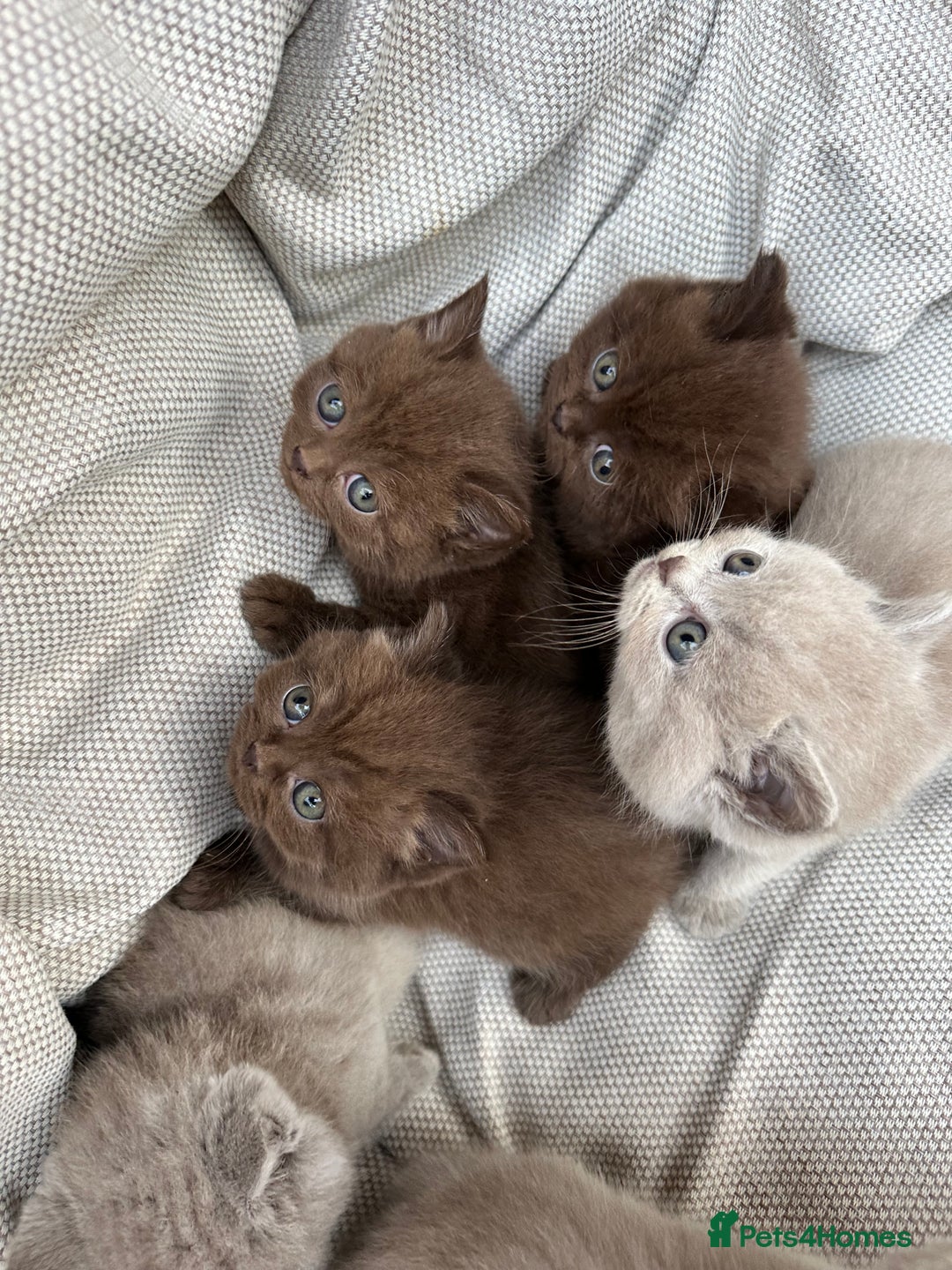 British Shorthair cats for sale: Ready British Shorthair Chunky Kittens - Image 2