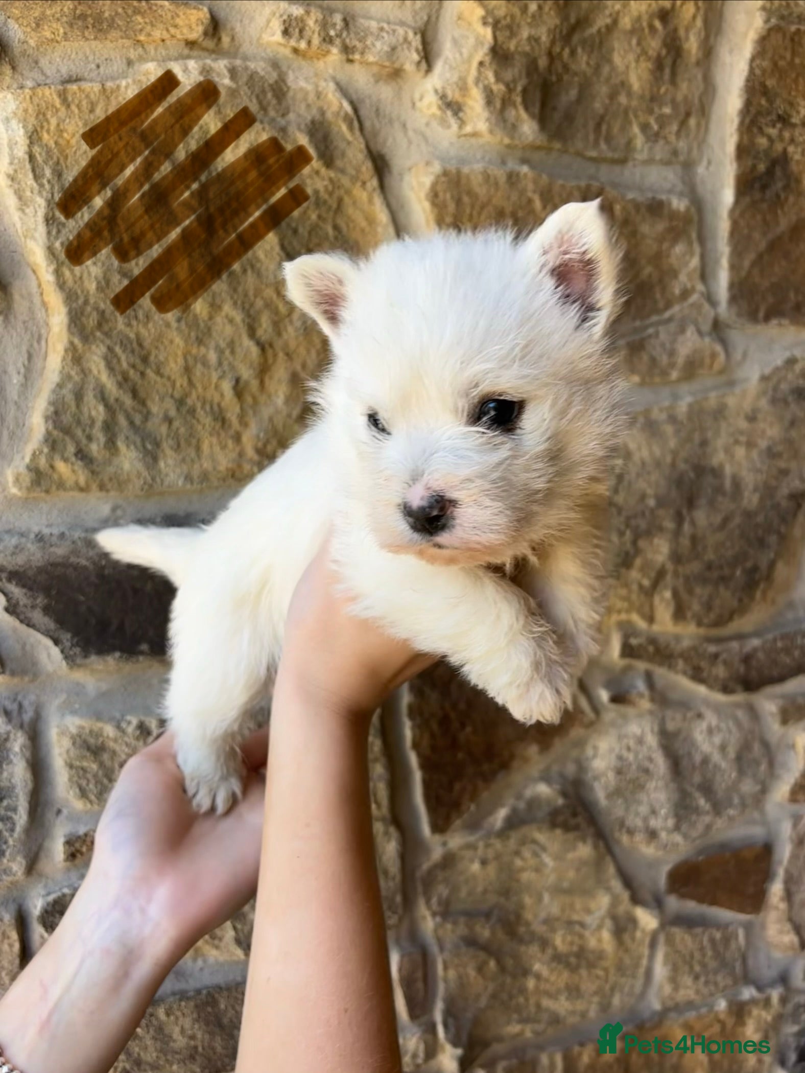 West Highland Terrier dogs 5 Gorgeous KC Registered West Highland Terriers - Advert 2