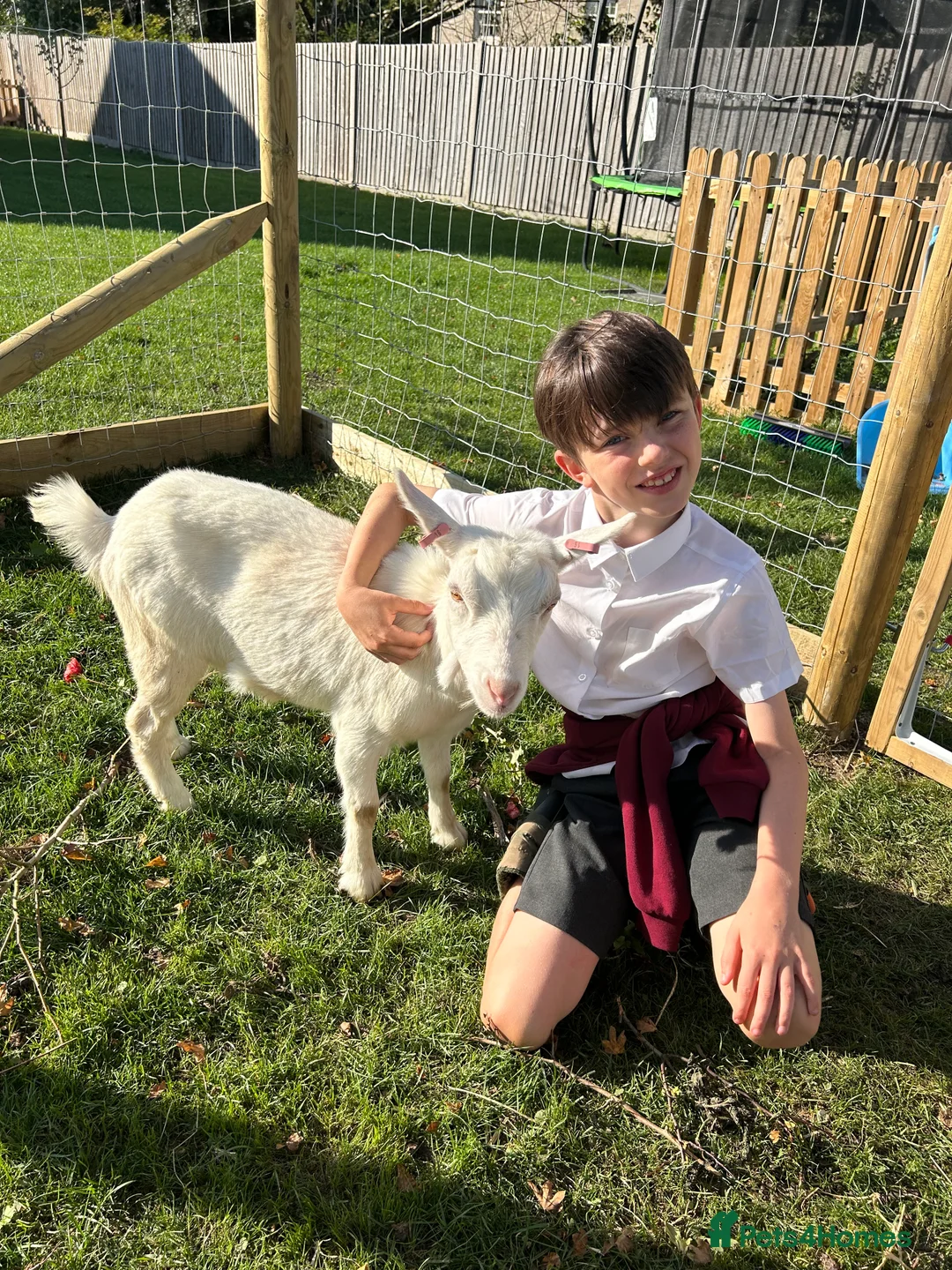 Goats livestock for sale: 2x pigmy goats mum and daughter  - Advert 4