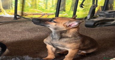Mixed Breed dogs - Advert 1