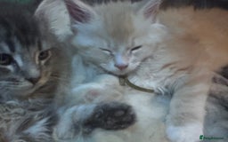 Maine Coon cats for sale: Final kitten left 🧡💛🧡💛 - Image 16
