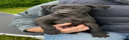 Mixed Breed dogs for sale: Rare small lurchers Beddywhippet x Iggy - Advert 9