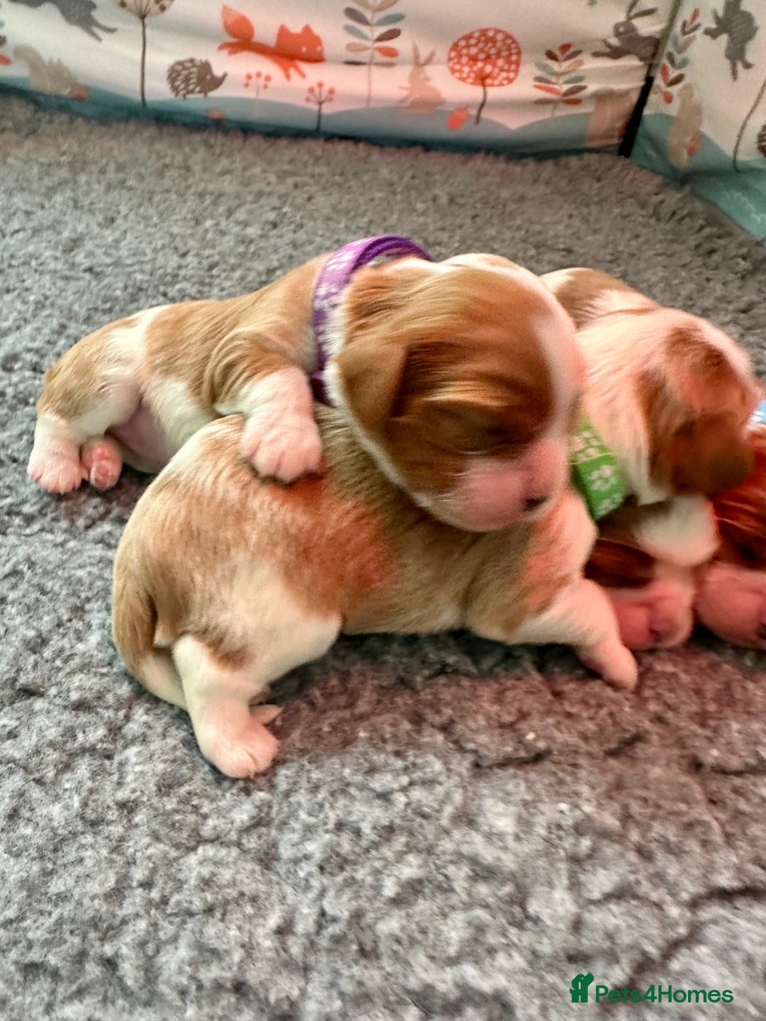 Cavalier King Charles Spaniel dogs for sale: Fully Health Tested Male CKCS Puppies - Image 4