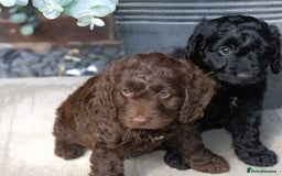 Cockapoo dogs for sale: X3 Chunky Cockapoo Puppies-Ready now!  - Image 5