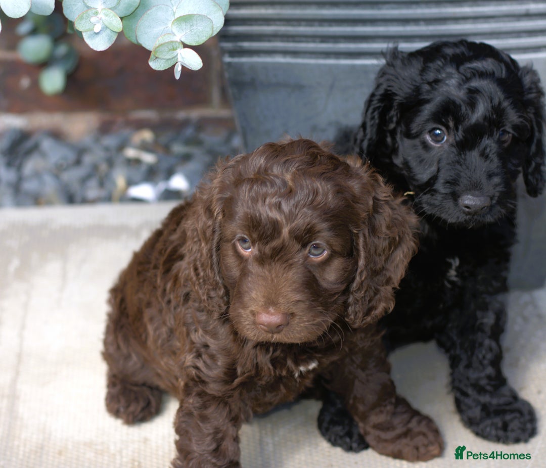 Cockapoo dogs for sale: X3 Chunky Cockapoo Puppies-Ready now!  - Image 5