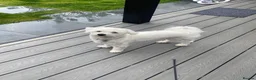 Bichon Frise dogs for sale: Bichon  in Harlow - Advert 2