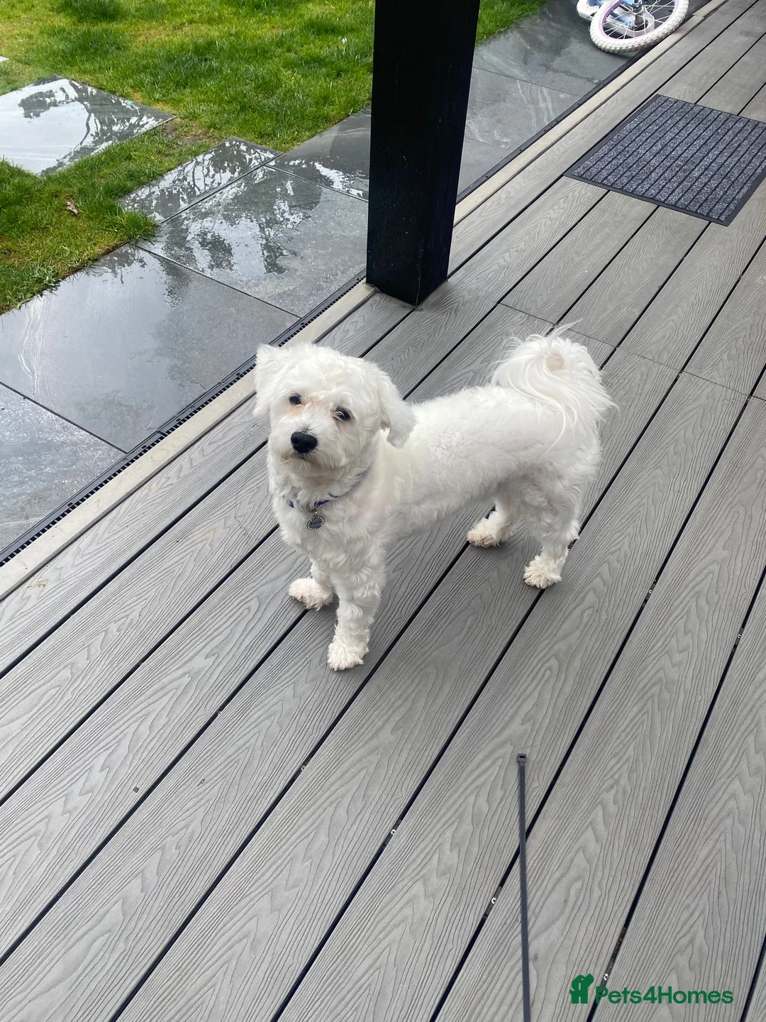 Bichon Frise dogs for sale: Bichon  in Harlow - Advert 2