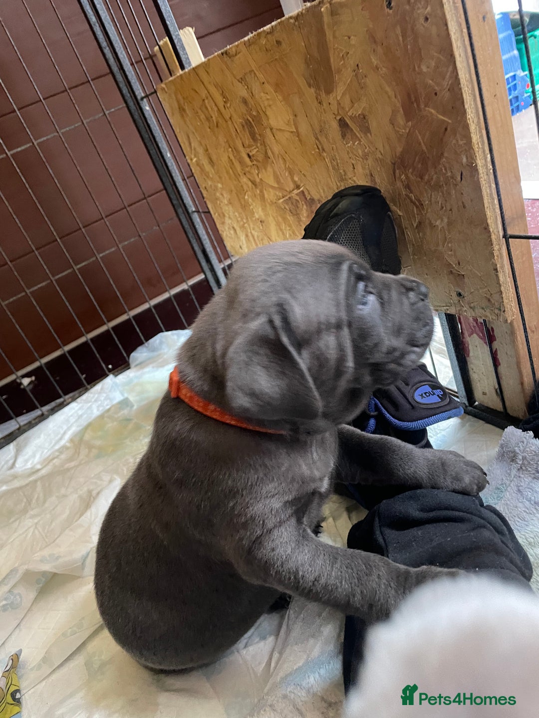Cane Corso dogs for sale: CANE CORSO TOP QUALITY STRAJANO BLOODLINE FERMINTO - Advert 32