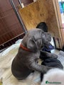 Cane Corso Puppy 5