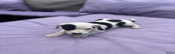 Staffordshire Bull Terrier dogs for sale: 6 Beautiful puppies in Dagenham - Advert 7