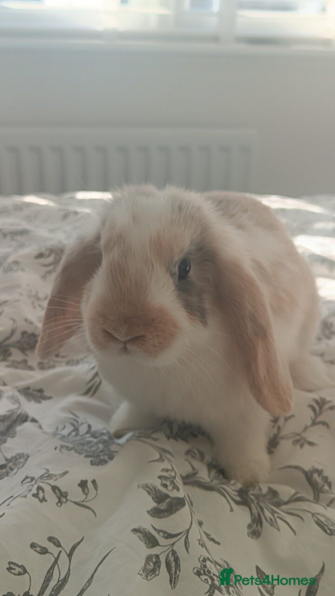 Mini Lop rabbits for sale: Adorable Mini Lop Baby Bunnies for sale - Advert 4