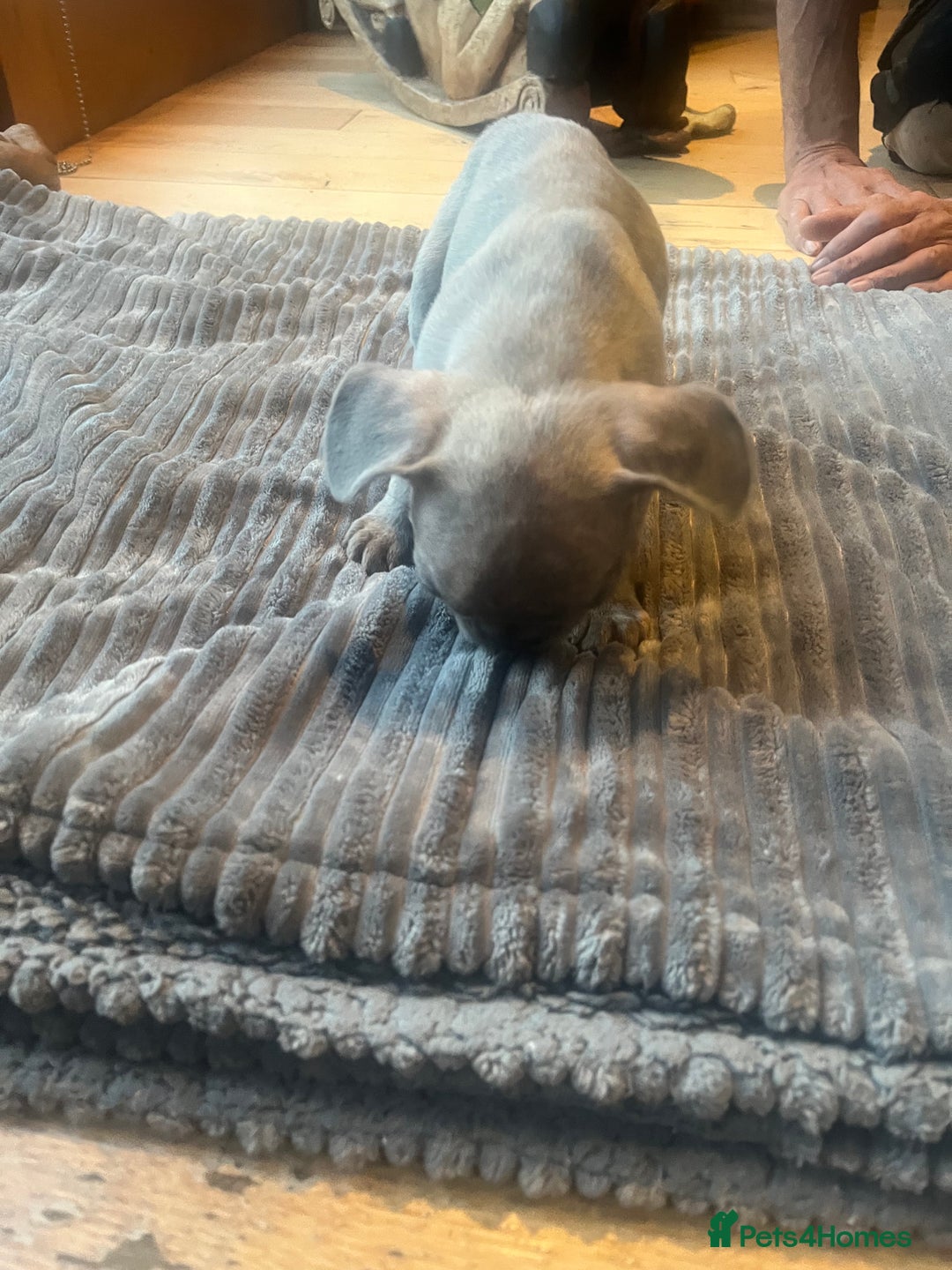 French Bulldog dogs for sale: French bull dog puppies  - Image 7
