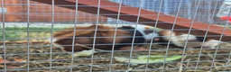 Guinea Pig rodents for sale: Tom and Jerry are bonded brothers in Market Drayton - Advert 6