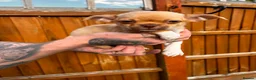 Chihuahua dogs for sale: 🐾 REDUCED🐾 4 pups left 🐾Merle Chihuahua Puppies - Advert 9
