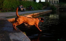 Labrador Retriever dogs for sale: FOX RED LABRADORS OUTSTANDING HEALTH 280 PLUS DNA - Image 15