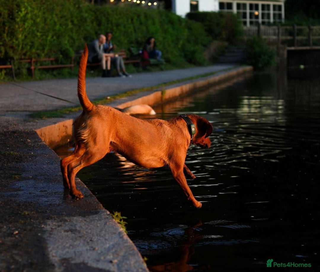 Labrador Retriever dogs for sale: FOX RED LABRADORS OUTSTANDING HEALTH 280 PLUS DNA - Image 15