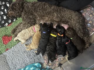 Cockapoo dogs Beautiful cockapoo puppies - Advert 1