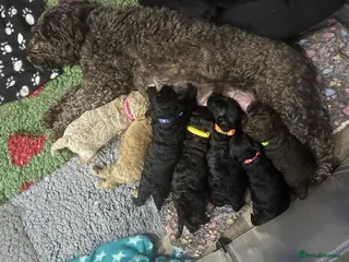 Cockapoo dogs Beautiful cockapoo puppies! - Advert 7