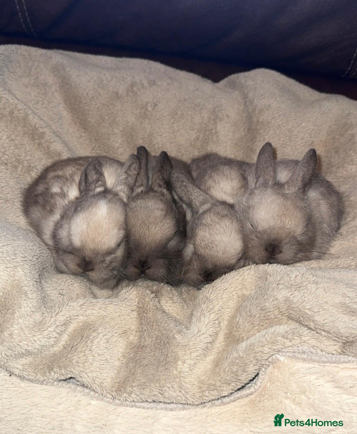 Mini Lop rabbits for sale: 🐰🌿 Beautiful Mini Lop Babies! 🌿🐰 - Advert 1
