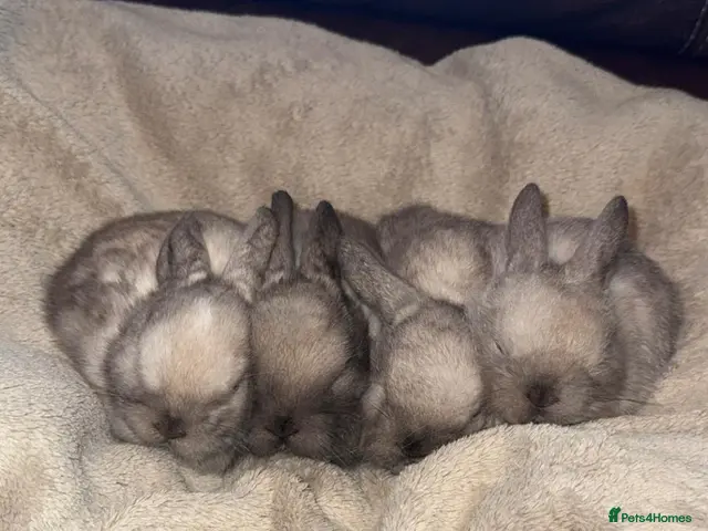 Mini Lop rabbits for sale: 🐰🌿 Beautiful Mini Lop Babies! 🌿🐰 - Advert 1