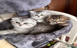 Scottish Fold cats for sale: Adorable Scottish Fold Kittens Ready for New Homes - Image 1