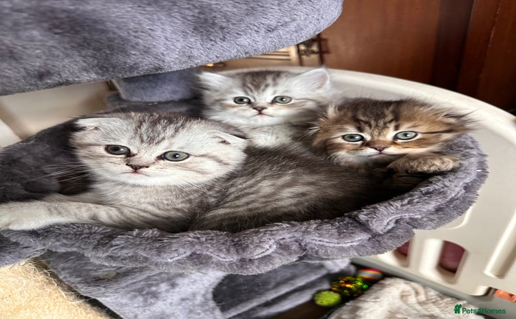 Scottish Fold cats - Advert 1