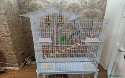 Budgerigars birds for sale: Budgie and cage for sale - Image 6