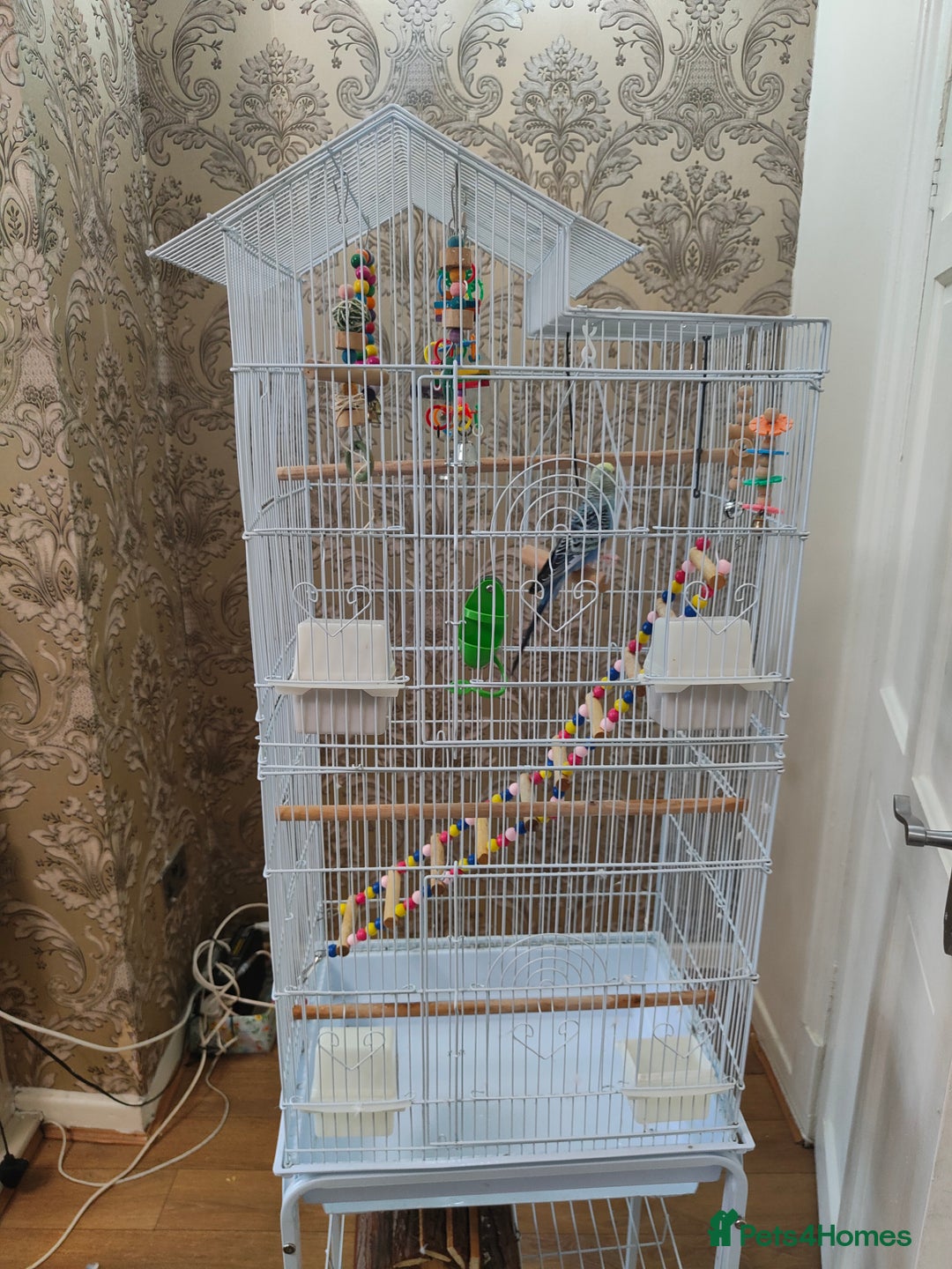 Budgerigars birds for sale: Budgie and cage for sale - Image 6