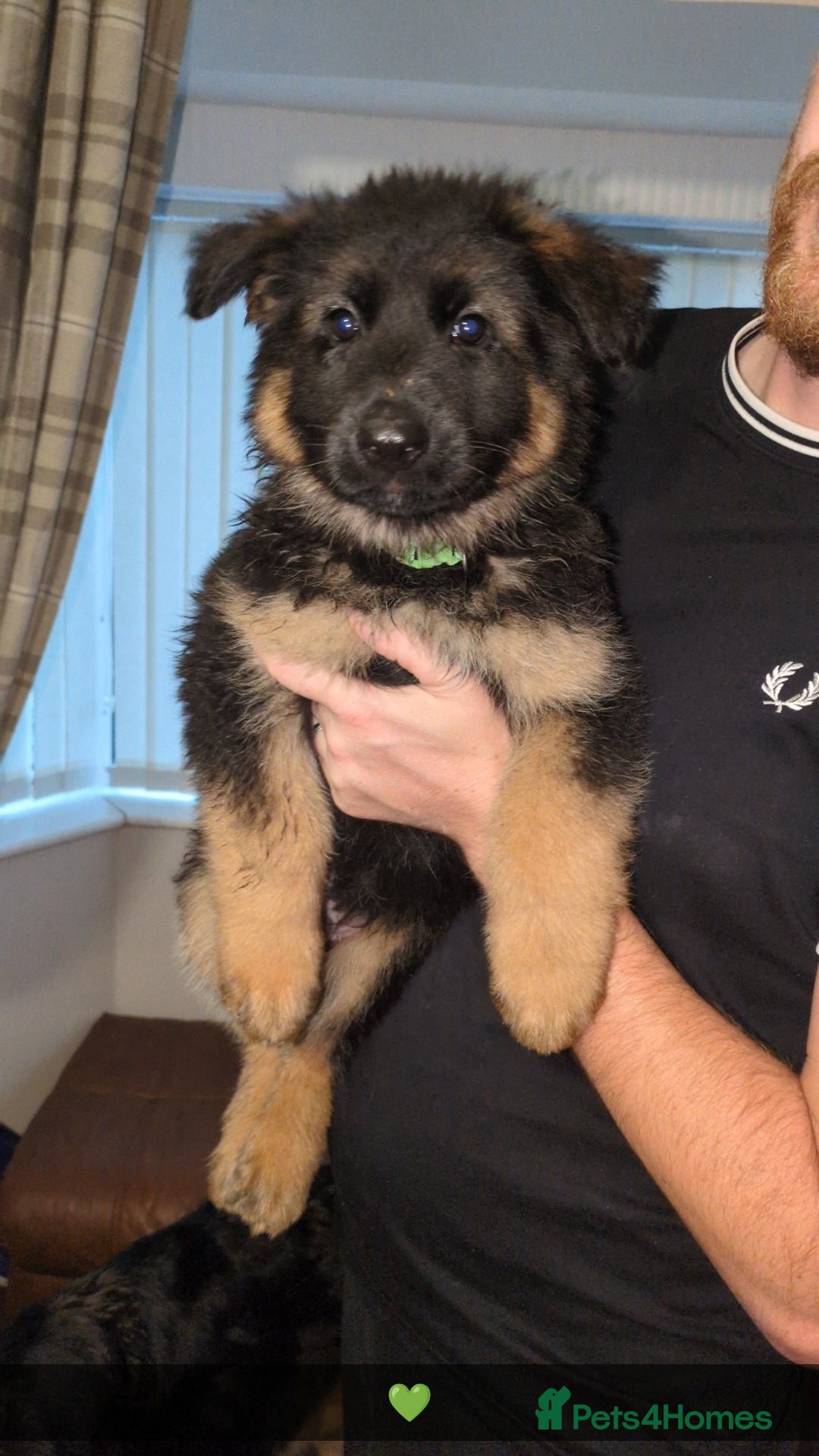 German Shepherd dogs for stud: Gorgeous German Shepherd male for stud - Image 9