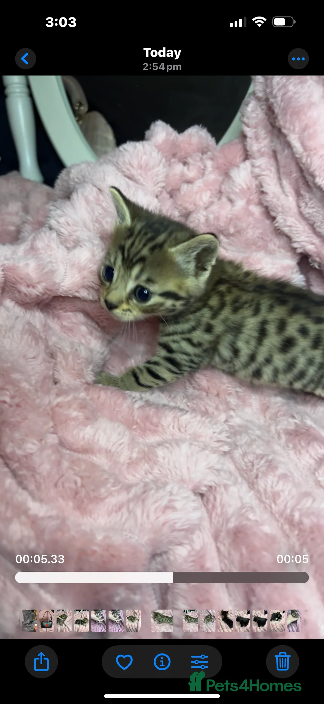 Bengal cats for sale: Beautiful bengal kittens  in Holyhead - Advert 2