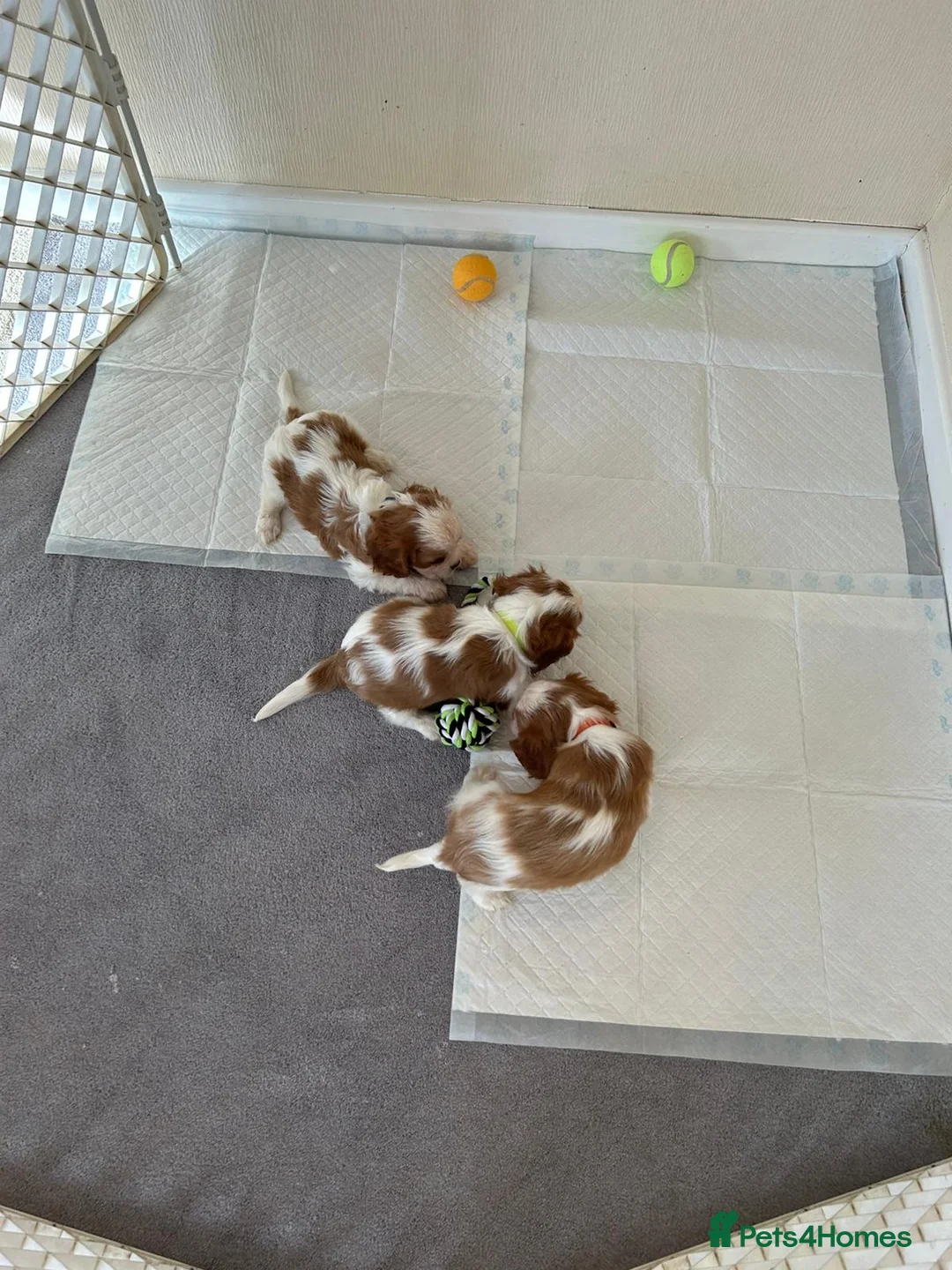 Cavalier King Charles Spaniel dogs for stud:  HEALTH TESTED kc cavalier king charles for stud  in Bedford - Advert 7