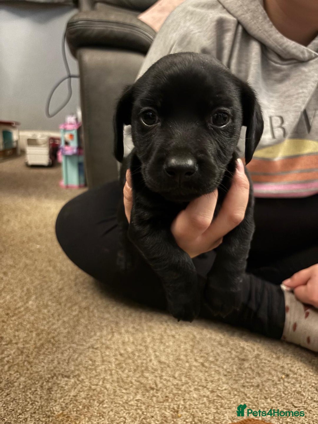 Mixed Breed dogs for sale: Spainel-Jack Boy - Advert 3