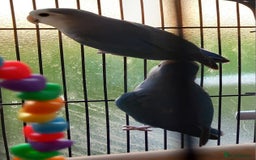 Parakeets birds for sale: A pair or parakeets  - Advert 2