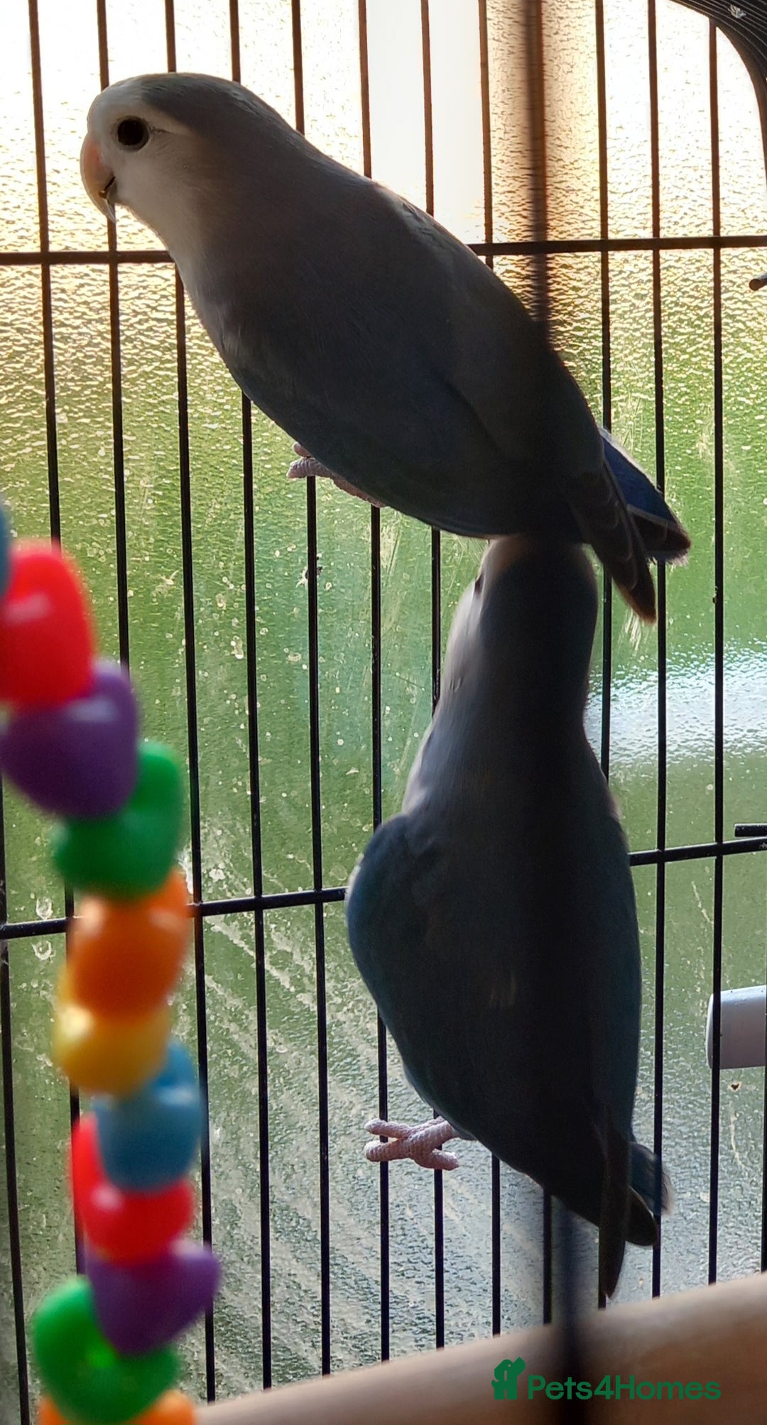 Parakeets birds for sale: A pair or parakeets  - Advert 2