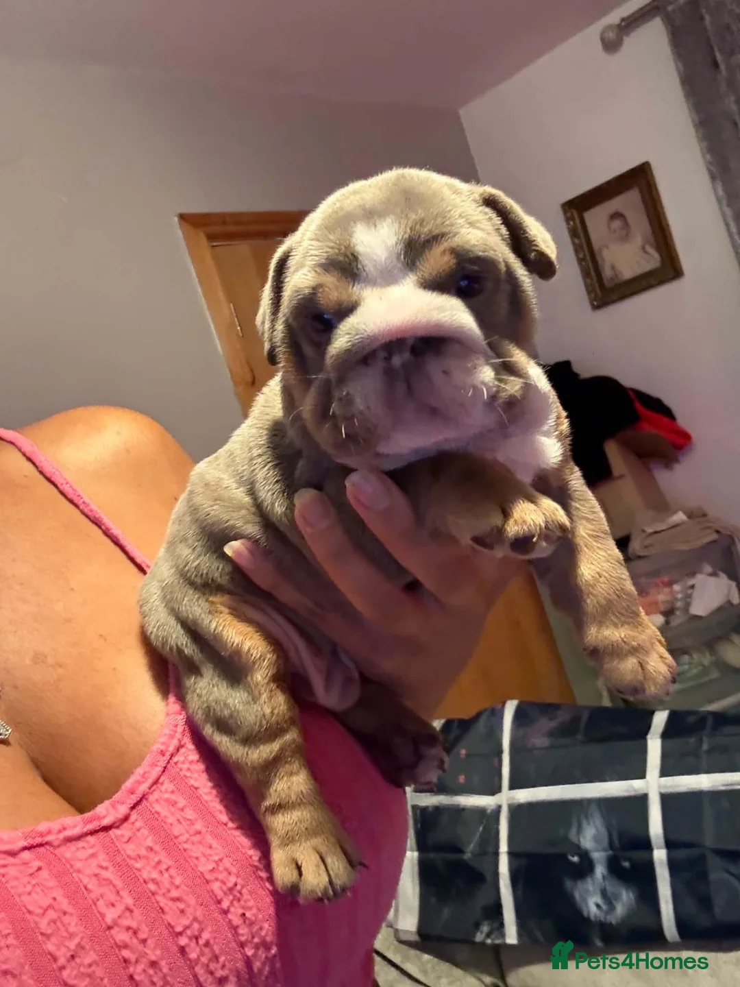 English Bulldog dogs for sale: The most stunning boy elvis  - Advert 2