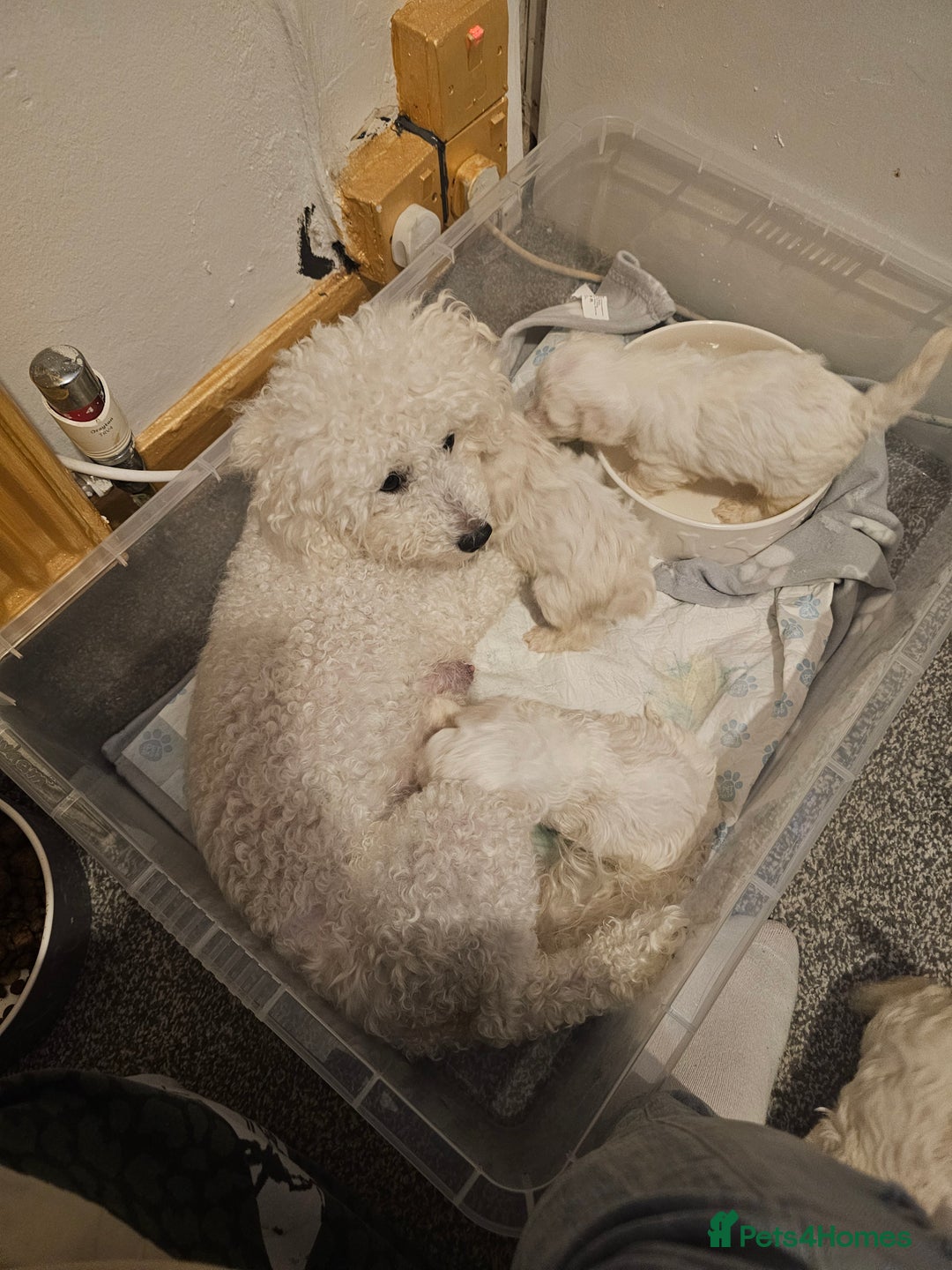 Bichon Frise dogs for sale: Bichon frise  - Image 4
