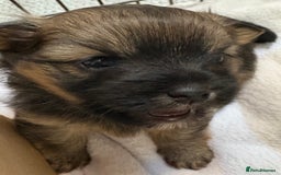 Mixed Breed dogs for sale: Stunning Toy Shihpoo Pom Puppies ready to reserve - Image 1