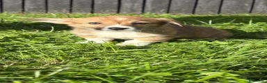 Welsh Corgi Pembroke 3