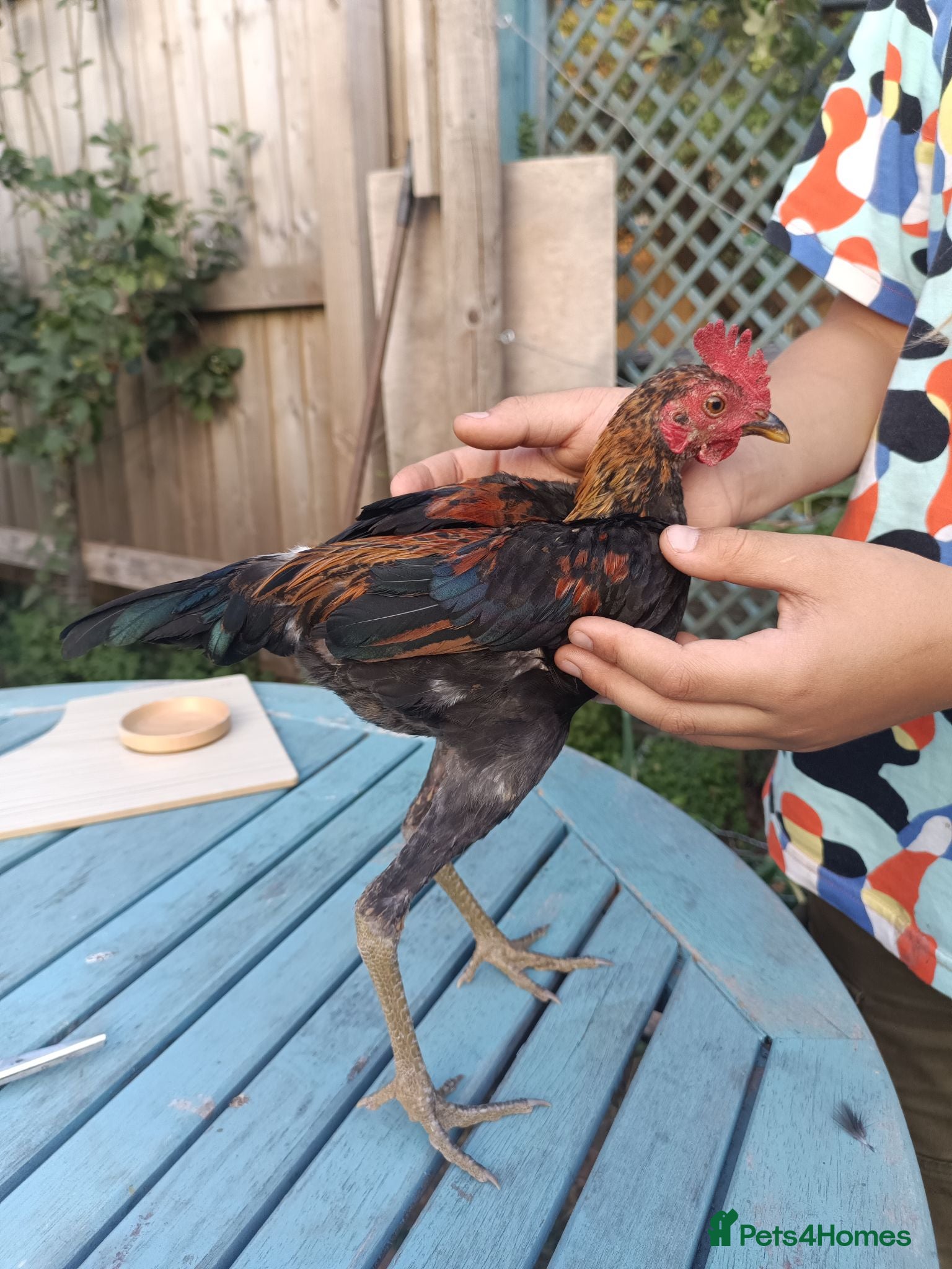 Chickens poultry Modern game bird cockerel  - Advert 2