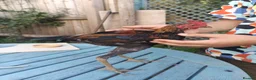 Chickens poultry for sale: Modern game bird cockerel  in Newton Abbot - Advert 1