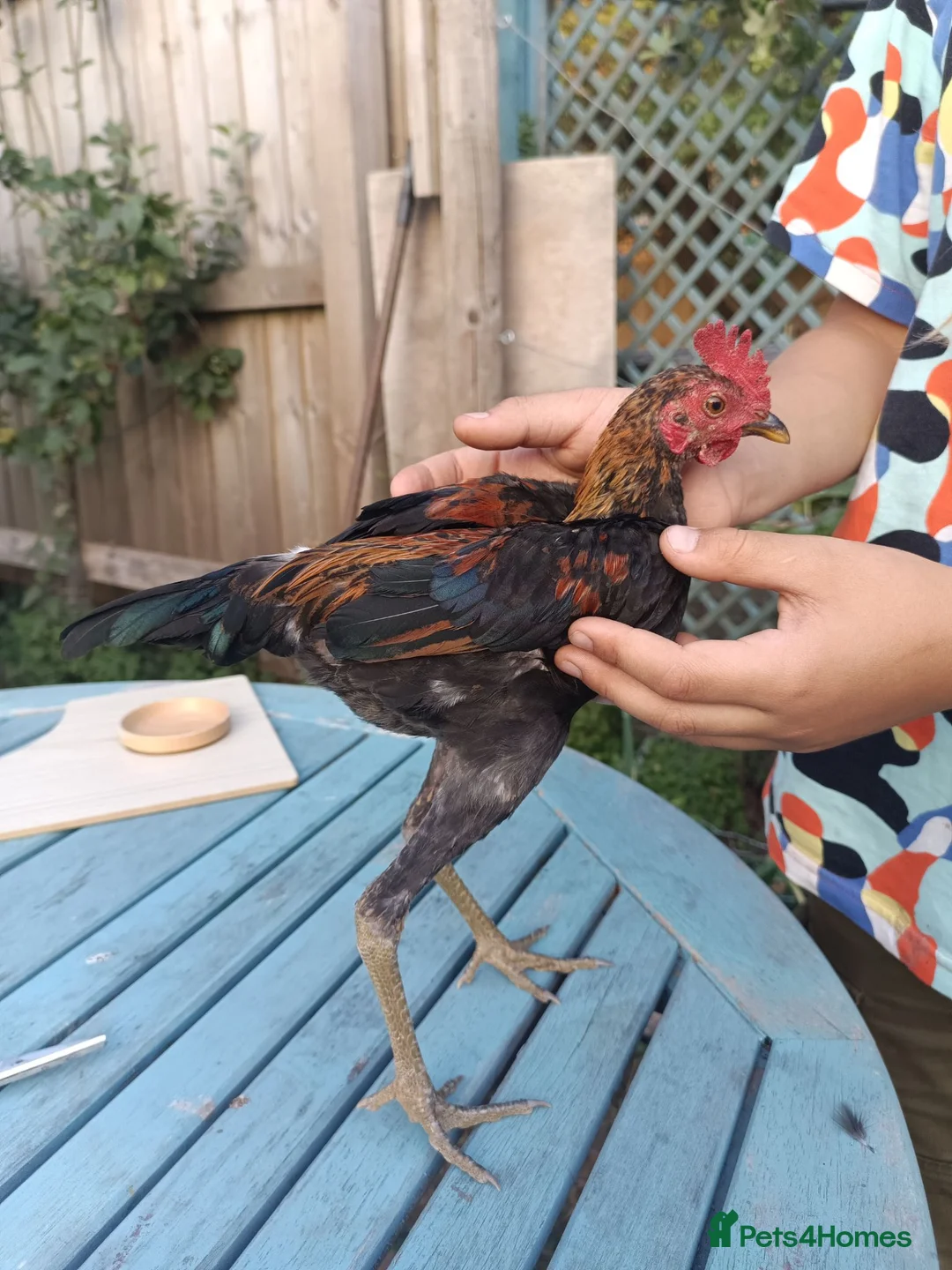 Chickens poultry for sale: Modern game bird cockerel  in Newton Abbot - Advert 1