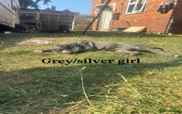 Cane Corso dogs for sale: 7 cane corso pups sliver and black  - Image 4
